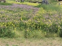 クラブハリエ　ラ　コリーナ近江八幡
