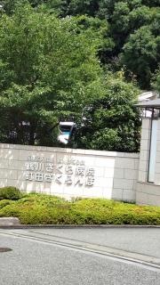 町田さくらんぼ