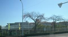 桜山小学校