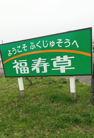 福寿草インスプリング