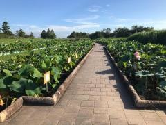 霞ヶ浦総合公園