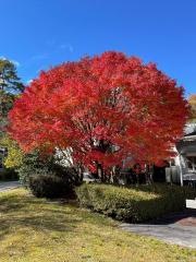 吉和魅惑の里