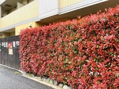 盛絽屋
