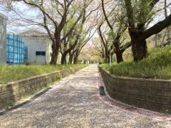 鳥取大学大学院