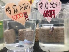 ペッツワン　大平店