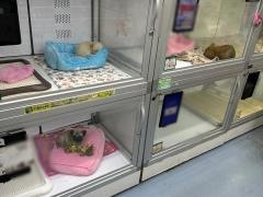 ペットショップＣｏｏ＆ＲＩＫＵ　長崎浜町店