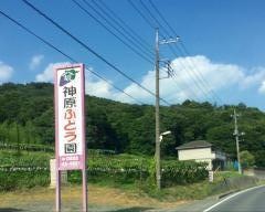 神原ぶどう園