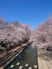 元荒川の桜並木