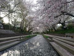 元荒川の桜並木