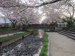 元荒川の桜並木