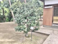 滝宮神社