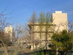 上星小学校