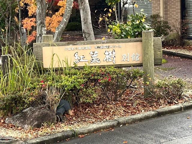 紅葉樹