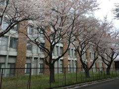東北大学　片平キャンパス