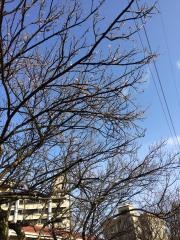 紫原緑地