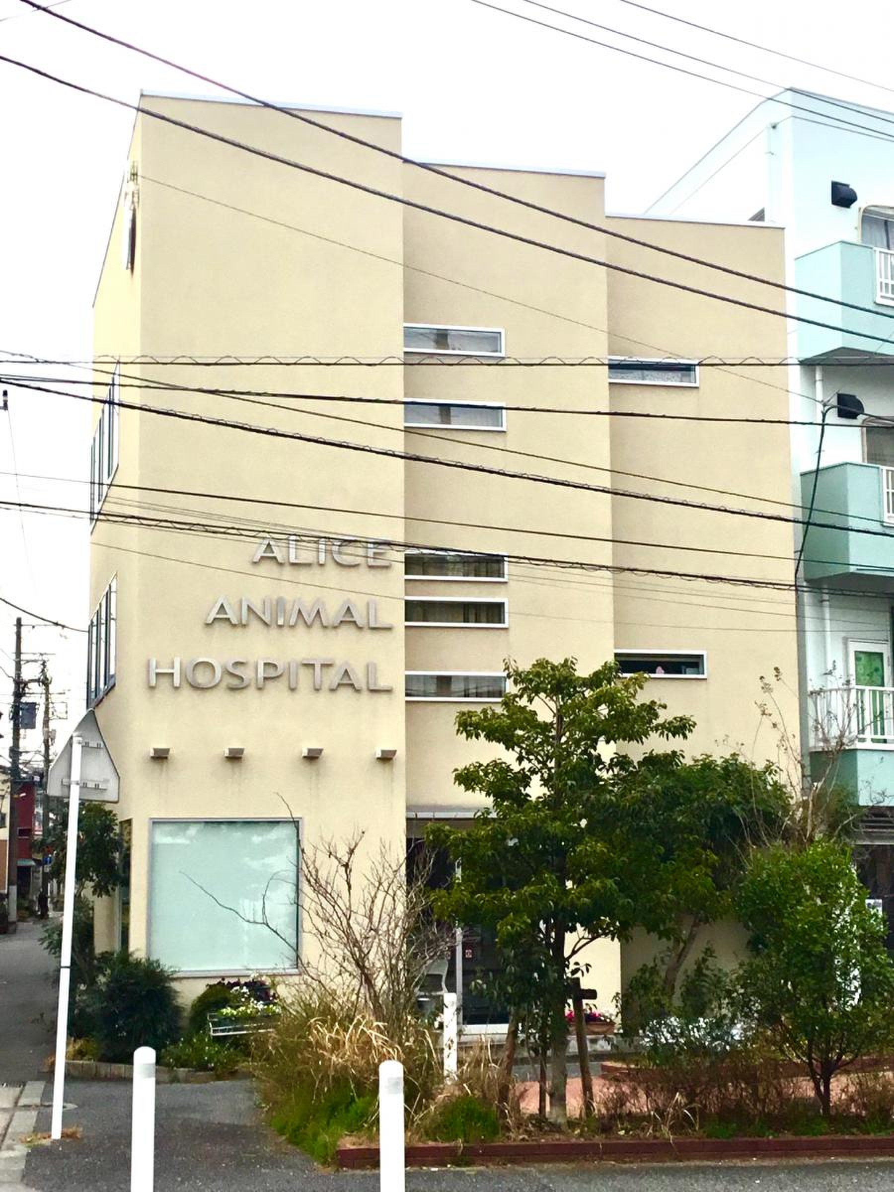 アリス 動物 病院