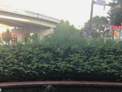 板橋街園