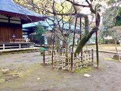 早雲寺庭園