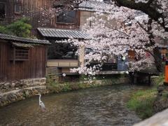 祇園白川