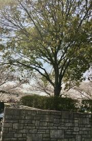 きんめい近隣公園
