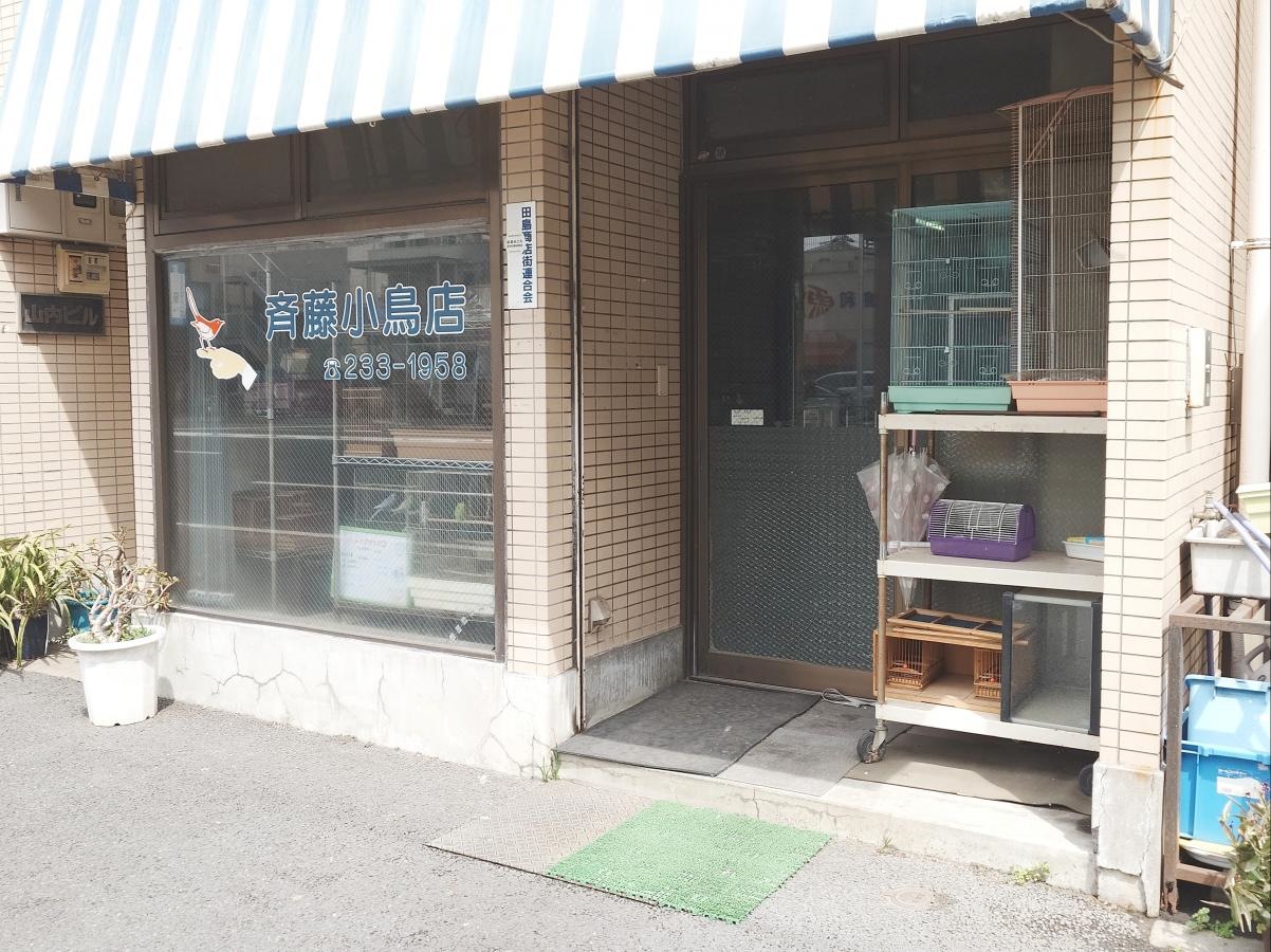 小鳥
