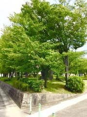 細木公園