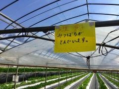 南阿蘇ふれあい農園