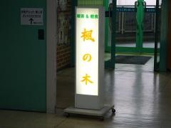 楓の木