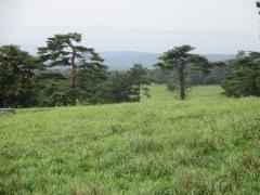大山放牧場