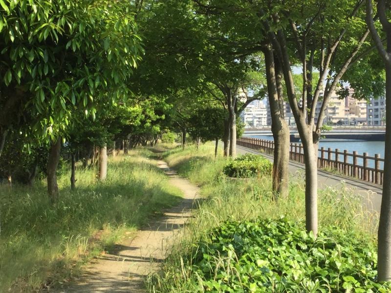 川沿いの緑道