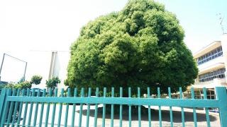 清進小学校