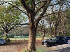 聖母の園