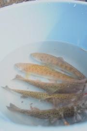 いわなの里永源寺グリーンランド