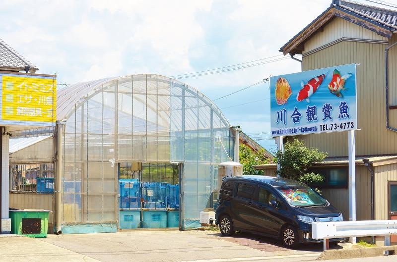 川合観賞魚の外観