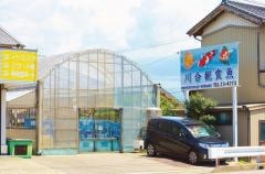 川合観賞魚