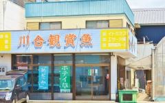 川合観賞魚