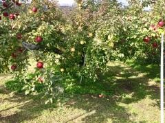 田村りんご園