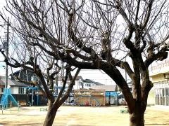 ちゅうおう保育園