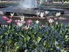 砺波チューリップ公園