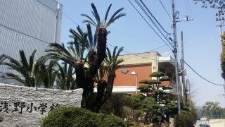 浅野小学校