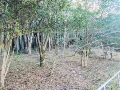 南緑地