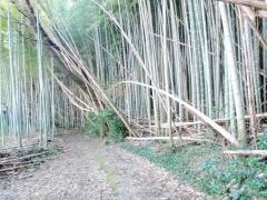 南緑地