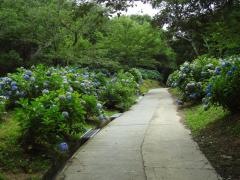 恋し野の里あじさい園