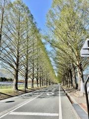 メタセコイア並木