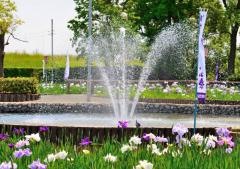 油ヶ渕花しょうぶ園