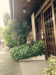 手作りうどん辰巳屋本店