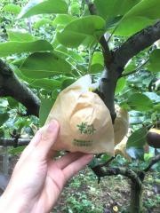 佐々木果樹園