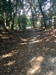 春日の森緑地公園