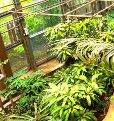 渋谷区ふれあい植物センター