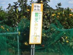 やすぎ観光みかん園